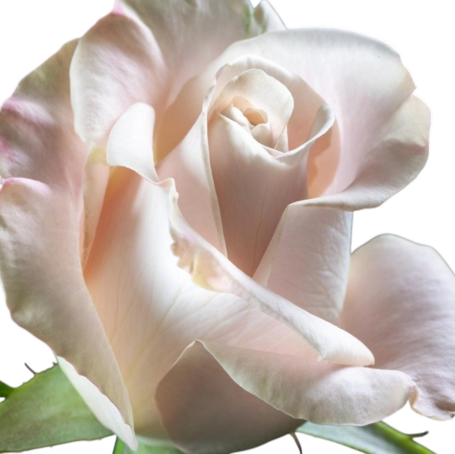 Rose menta
