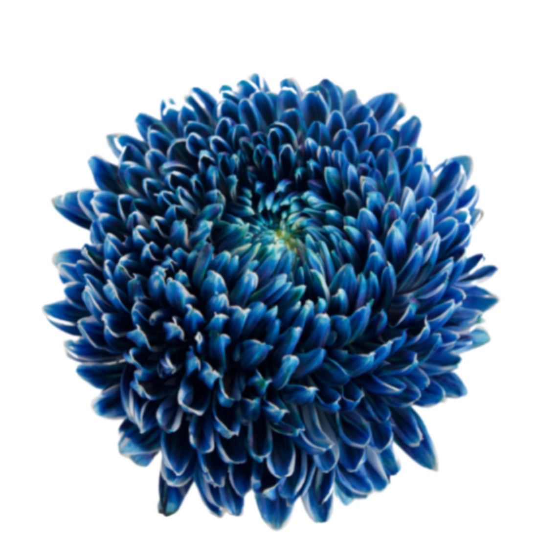 Chrysanthemum single tinted black eye