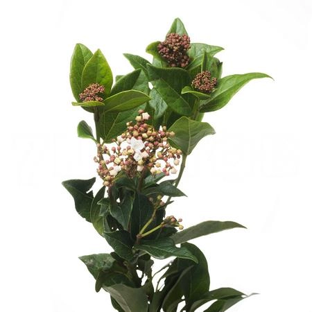 Viburnum tinus
