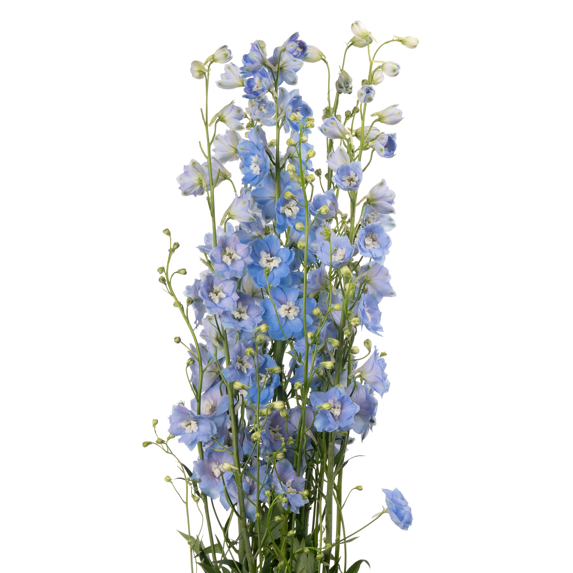 Delphinium double centurion skyblue