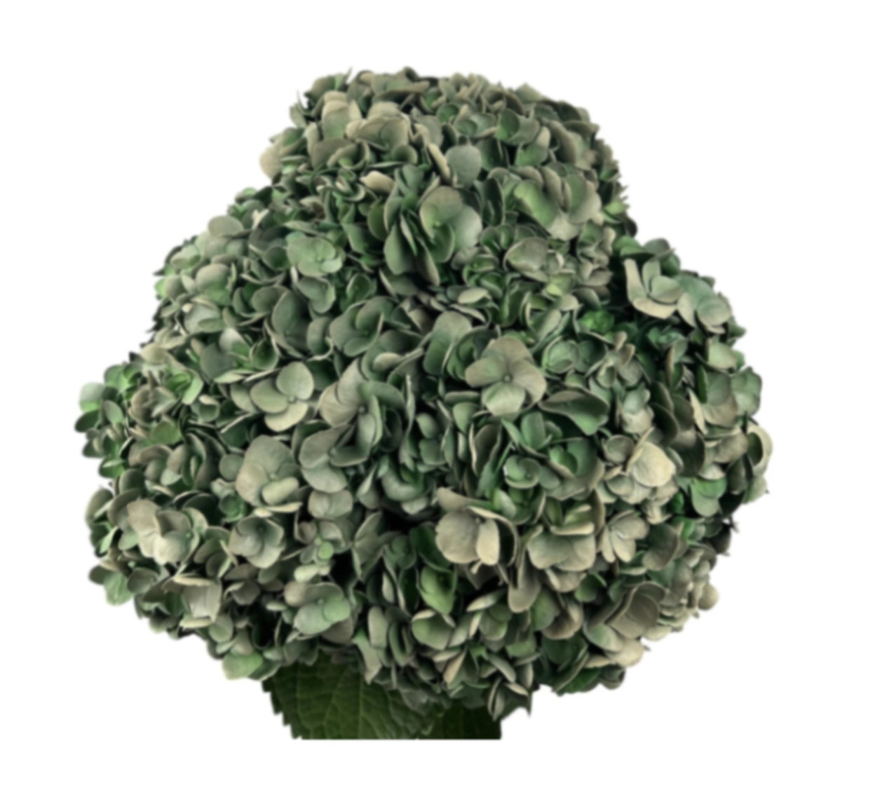 Hydrangea premium dark olive