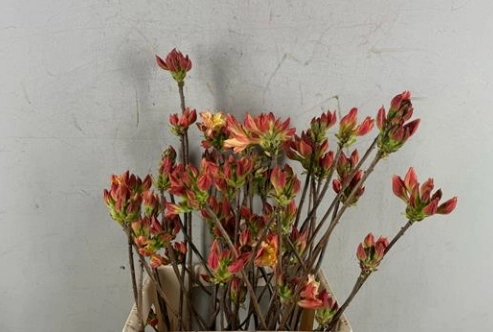 Rhododendron dark orange