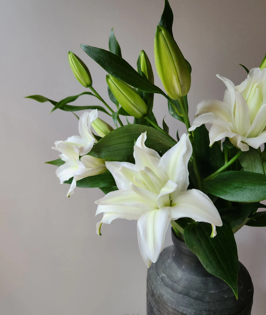 Lily | Wholesale flowers, plants and supplies Lily