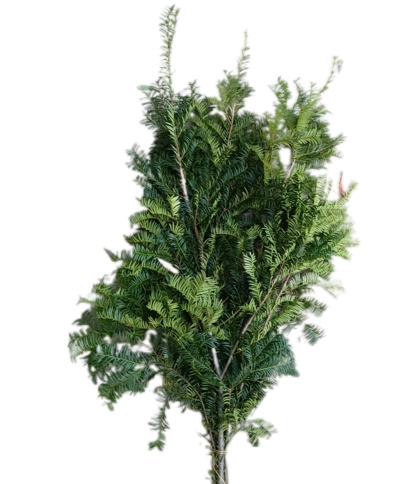 Yew | Wholesale flowers, plants and supplies Yew