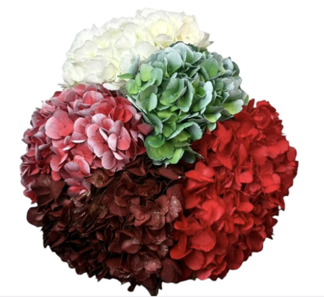 Hydrangea premium christmas mix