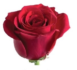 Rose burgundy