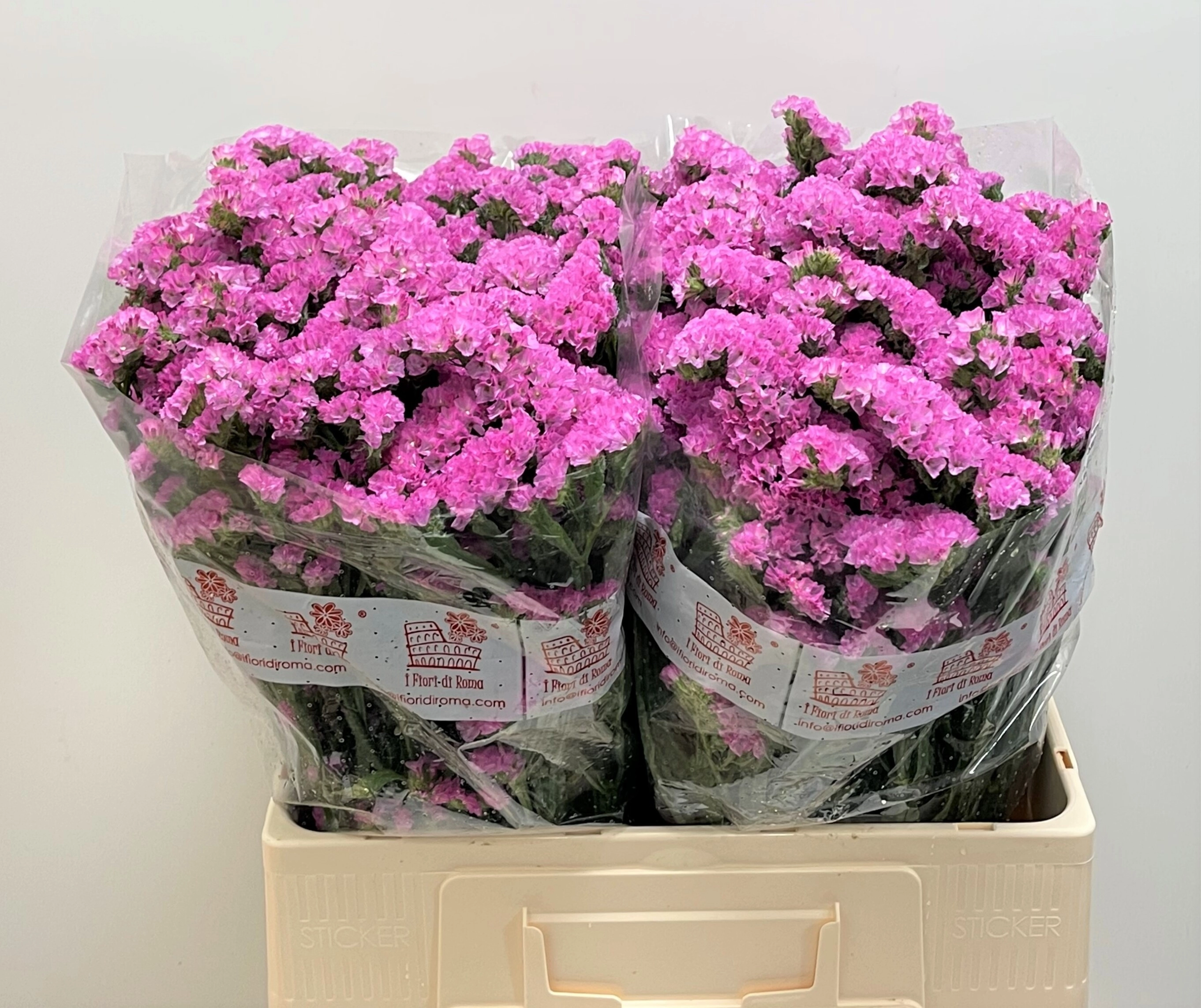 Statice tico pink | Wholesale flowers, plants and supplies Statice tico pink