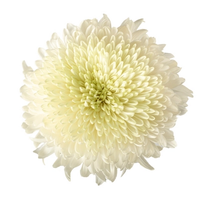 Chrysanthemum super magnum