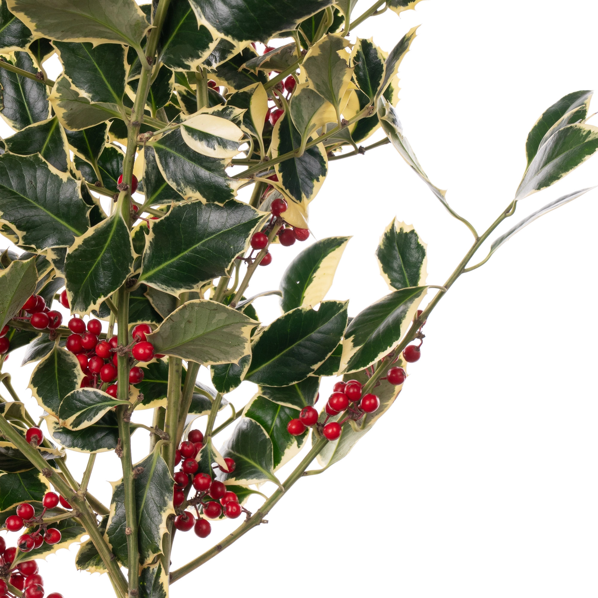 Blad Ilex snow with glitter variegata