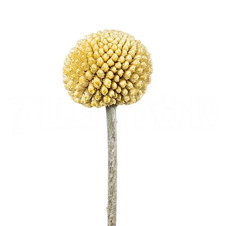 Craspedia | Wholesale flowers, plants and supplies Craspedia