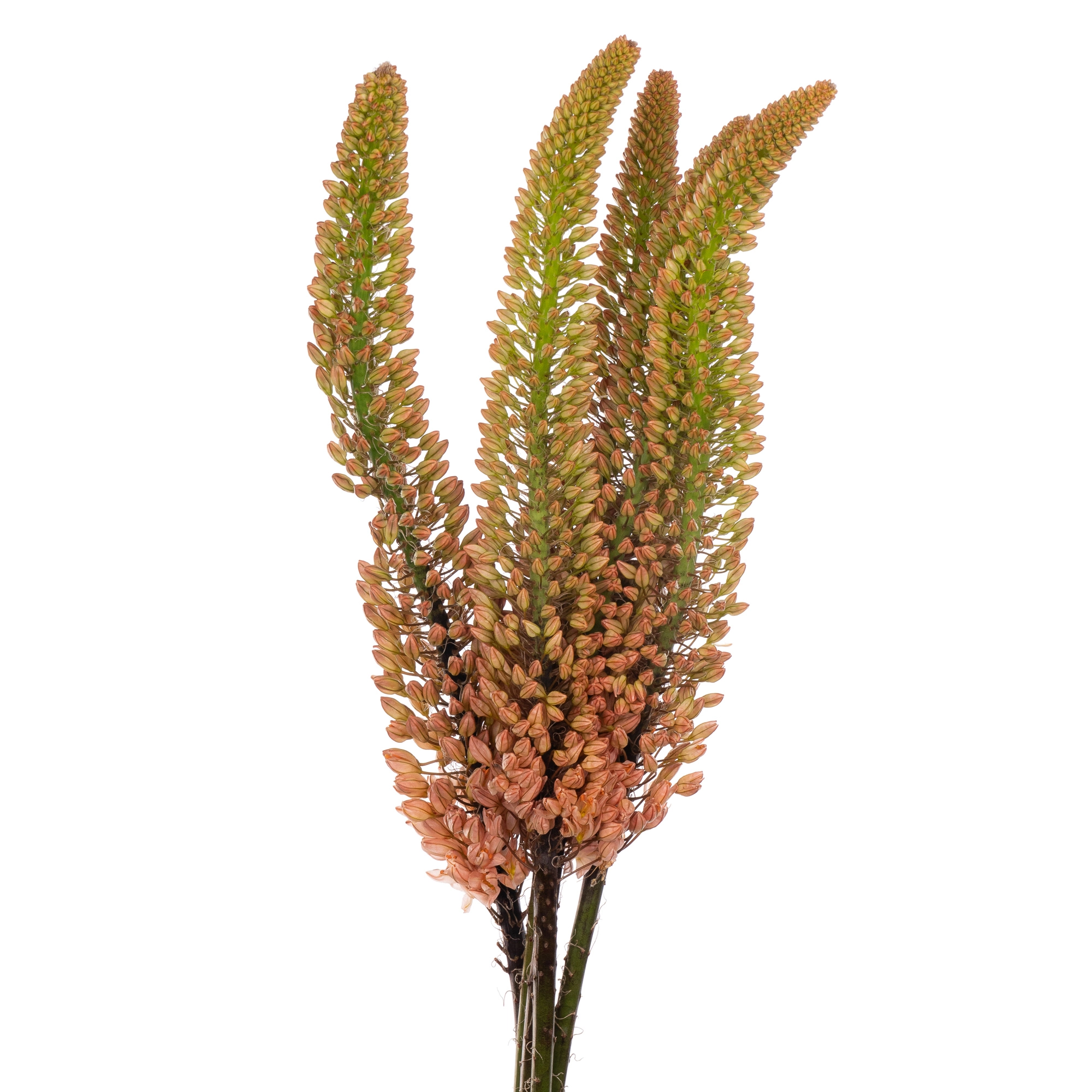 Eremurus cleopatra