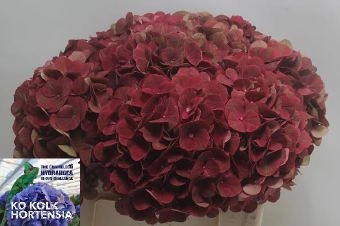 Hydrangea my terracotta