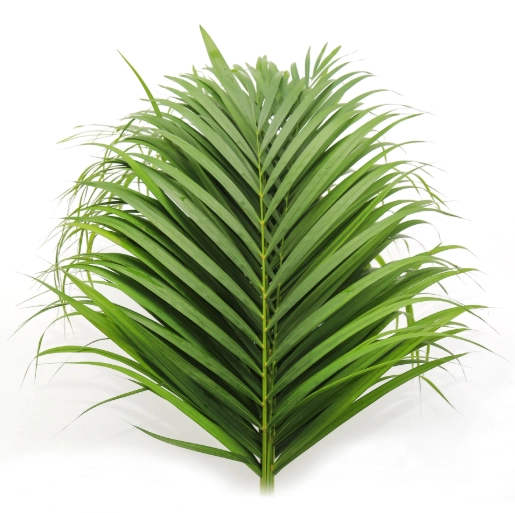 Blad Palm | Wholesale flowers, plants and supplies Blad Palm