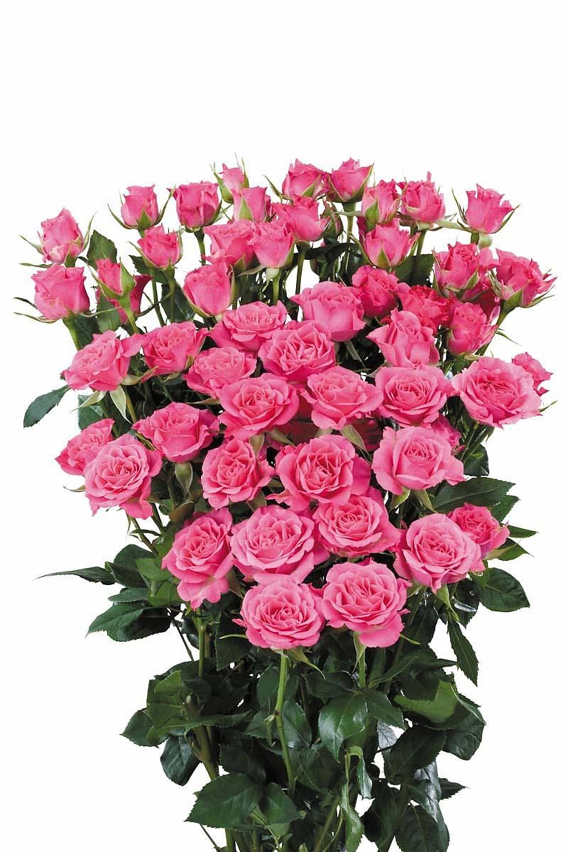 Rose spray lianne | Wholesale flowers, plants and supplies Rose spray lianne