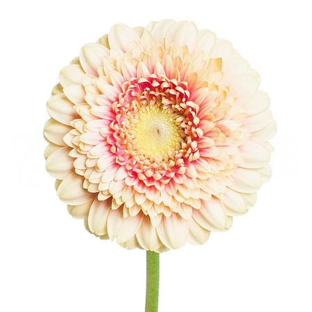 Gerbera mini gerponi bebob