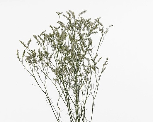 Limonium clear diamond