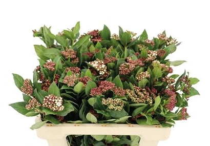 Viburnum tinus buds | Wholesale flowers, plants and supplies Viburnum tinus buds