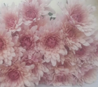 Chrysanthemum spray2 elody