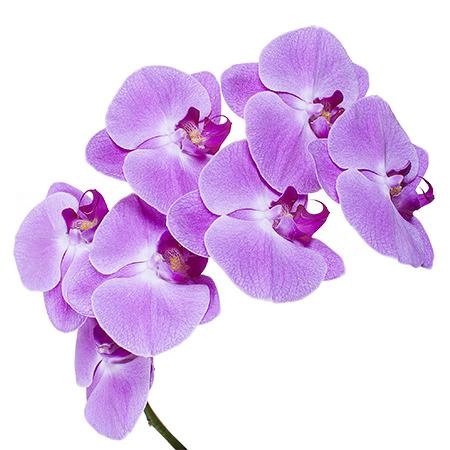 Phalaenopsis pink