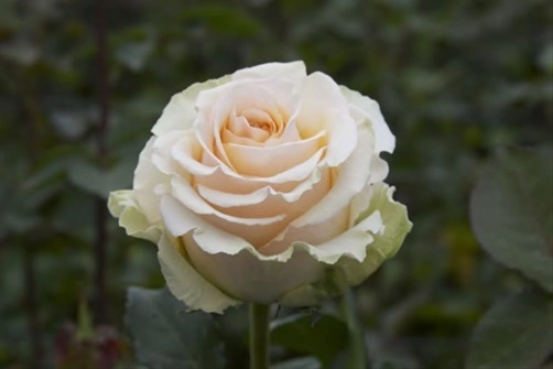 Rose ghobi