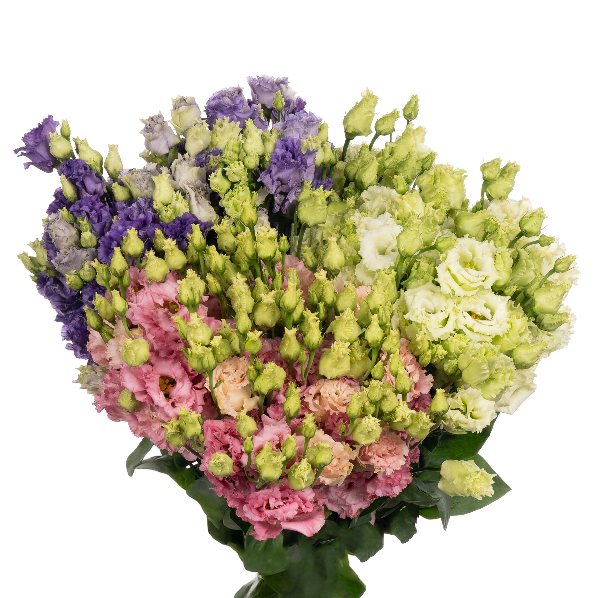 Eustoma double alissa mix