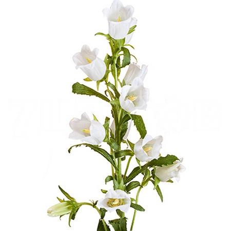 Campanula medium champion white | Wholesale flowers, plants and supplies Campanula medium champion white