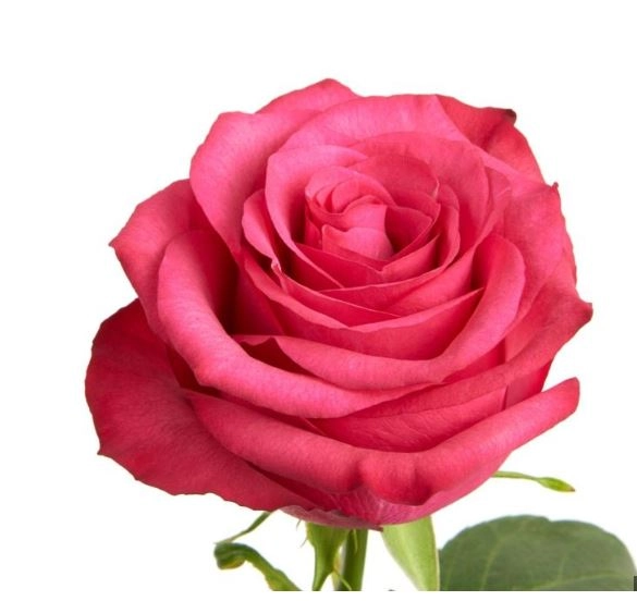 Rose lola | Wholesale flowers, plants and supplies Rose lola