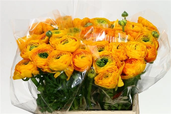 Ranunculus clooney solaris