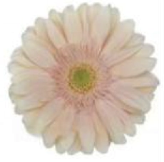 Gerbera Mini warsaw