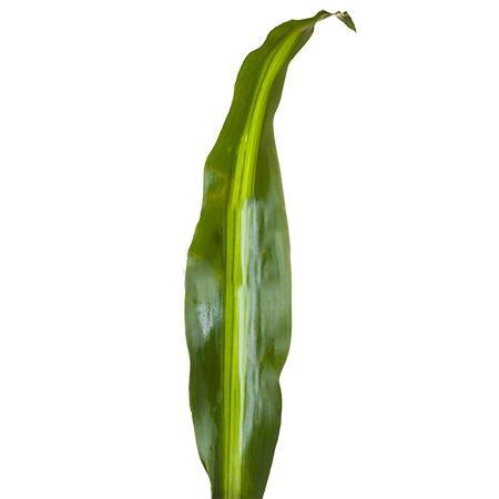 Blad Dracaena massangeana