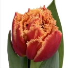 Tulip fringed royal sunset