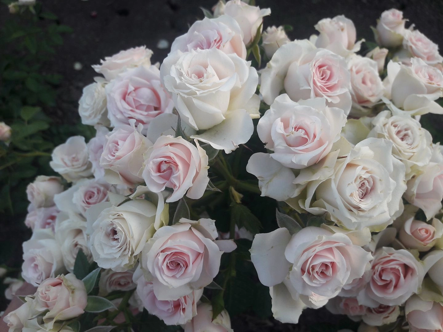 Rose spray pink irischka
