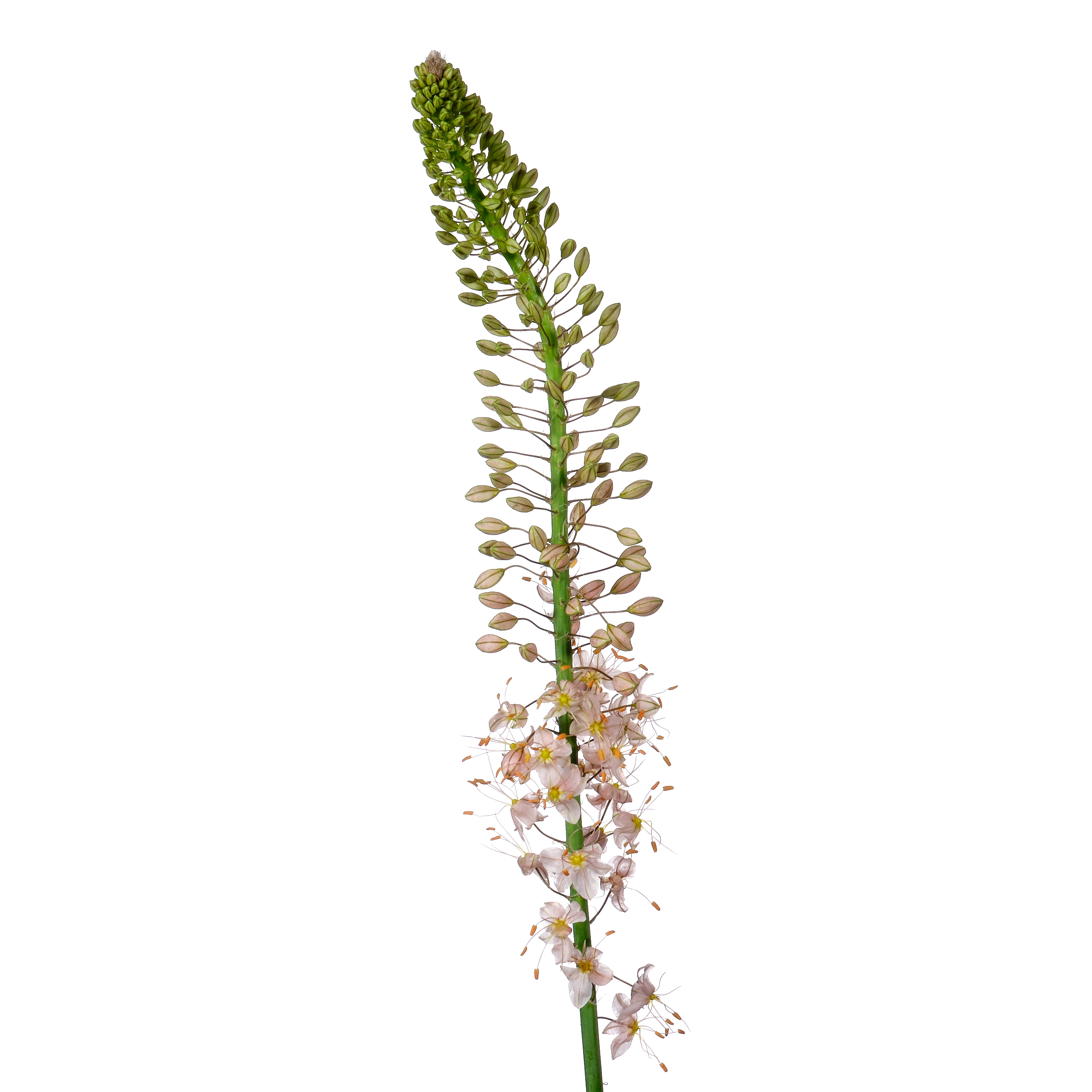 Eremurus romance
