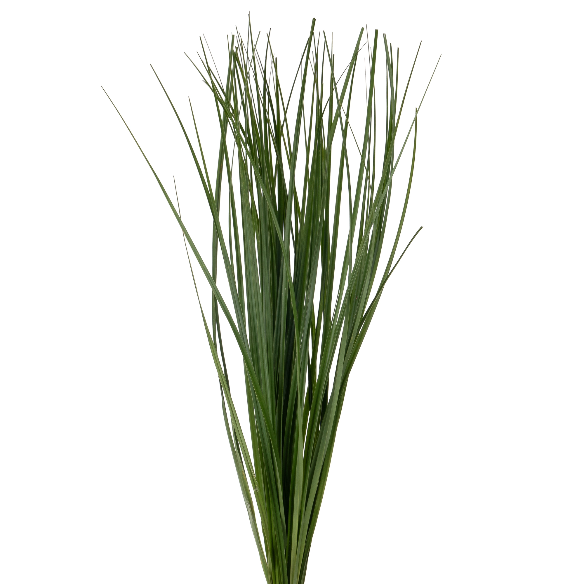 Blad Beargrass | Wholesale flowers, plants and supplies Blad Beargrass