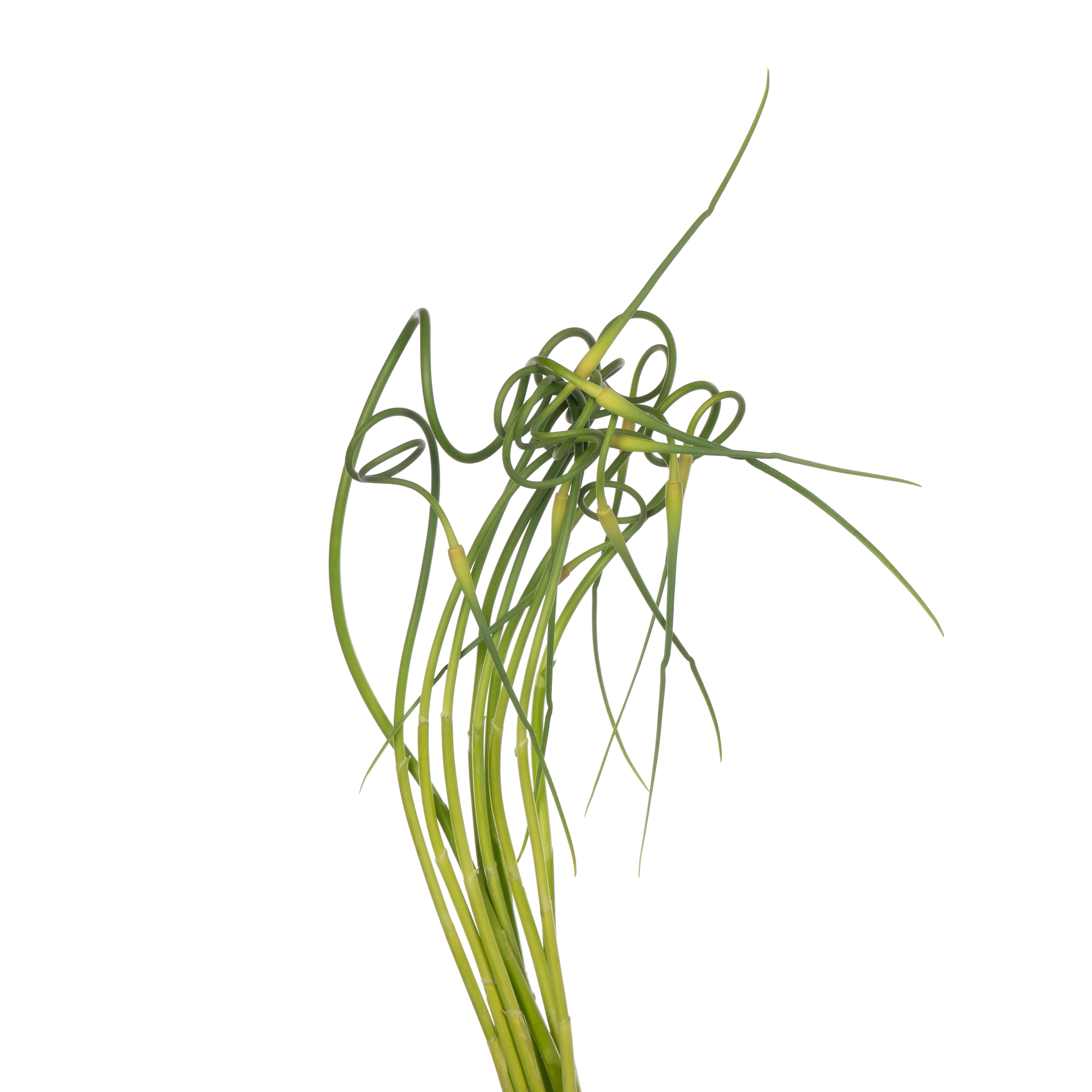 Allium sativum ssp. ophioscorodon