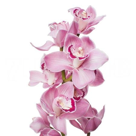 Cymbidium esmeralda