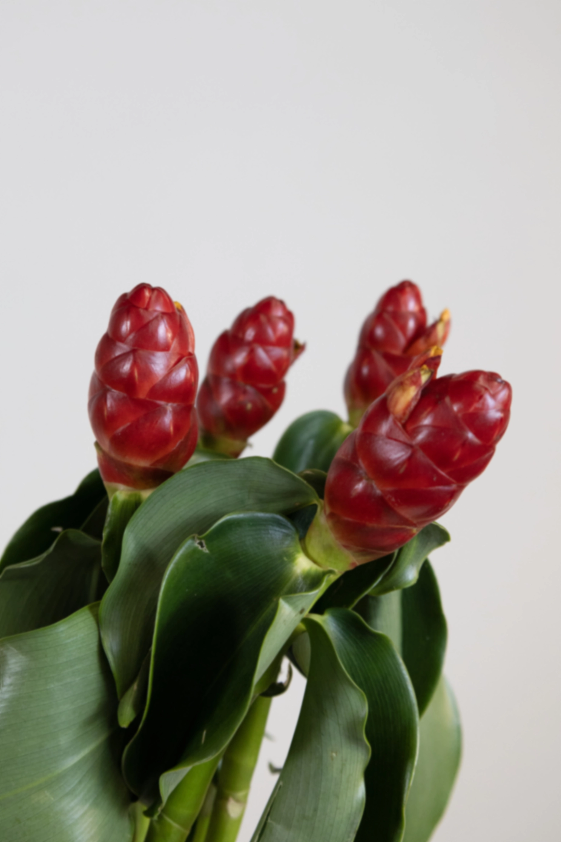 Costus french kiss