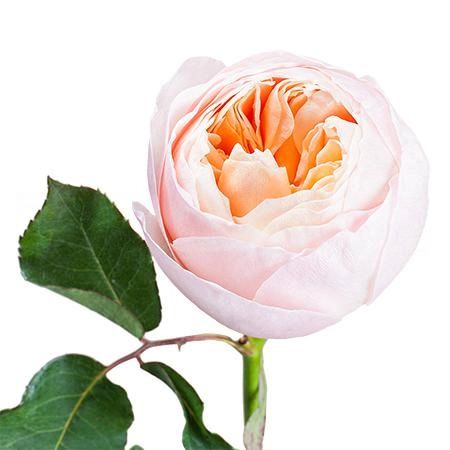 Rose david austin juliet | Wholesale flowers, plants and supplies Rose david austin juliet