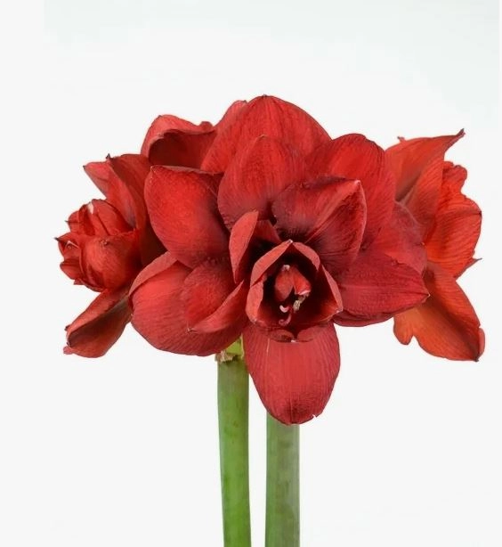 Hippeastrum double double king