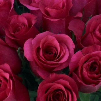 Rose janeiro