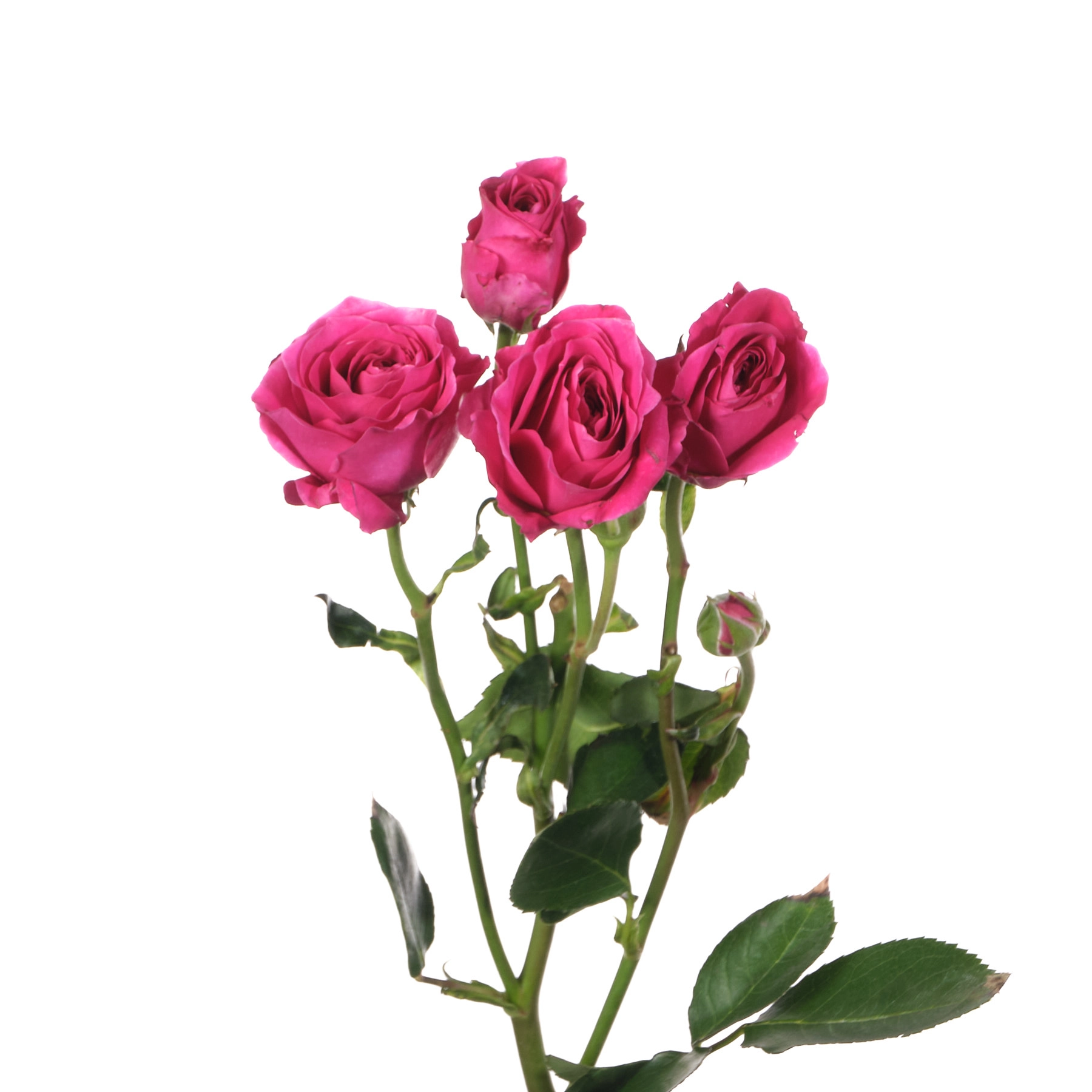 Rose spray hot majolika