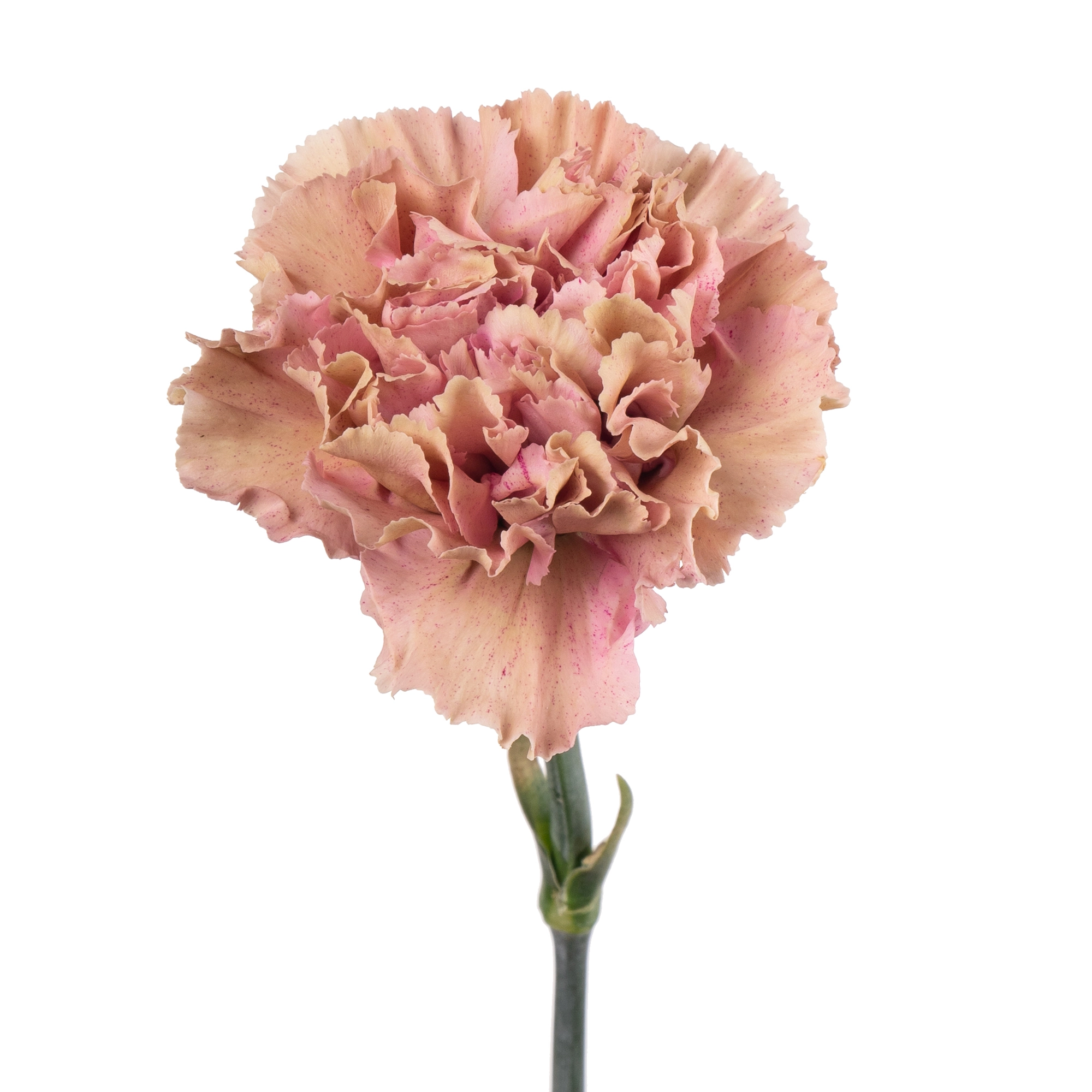 Carnation babylon
