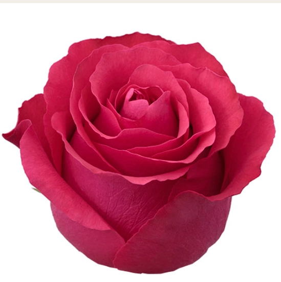 Rose altamira