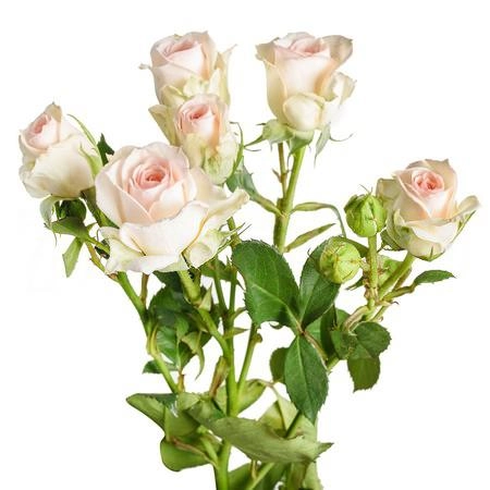 Rose spray queen