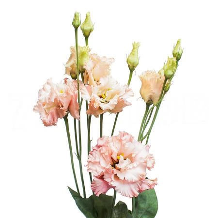 Eustoma double alissa light apricot | Wholesale flowers, plants and supplies Eustoma double alissa light apricot