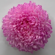 Chrysanthemum tinted light pink