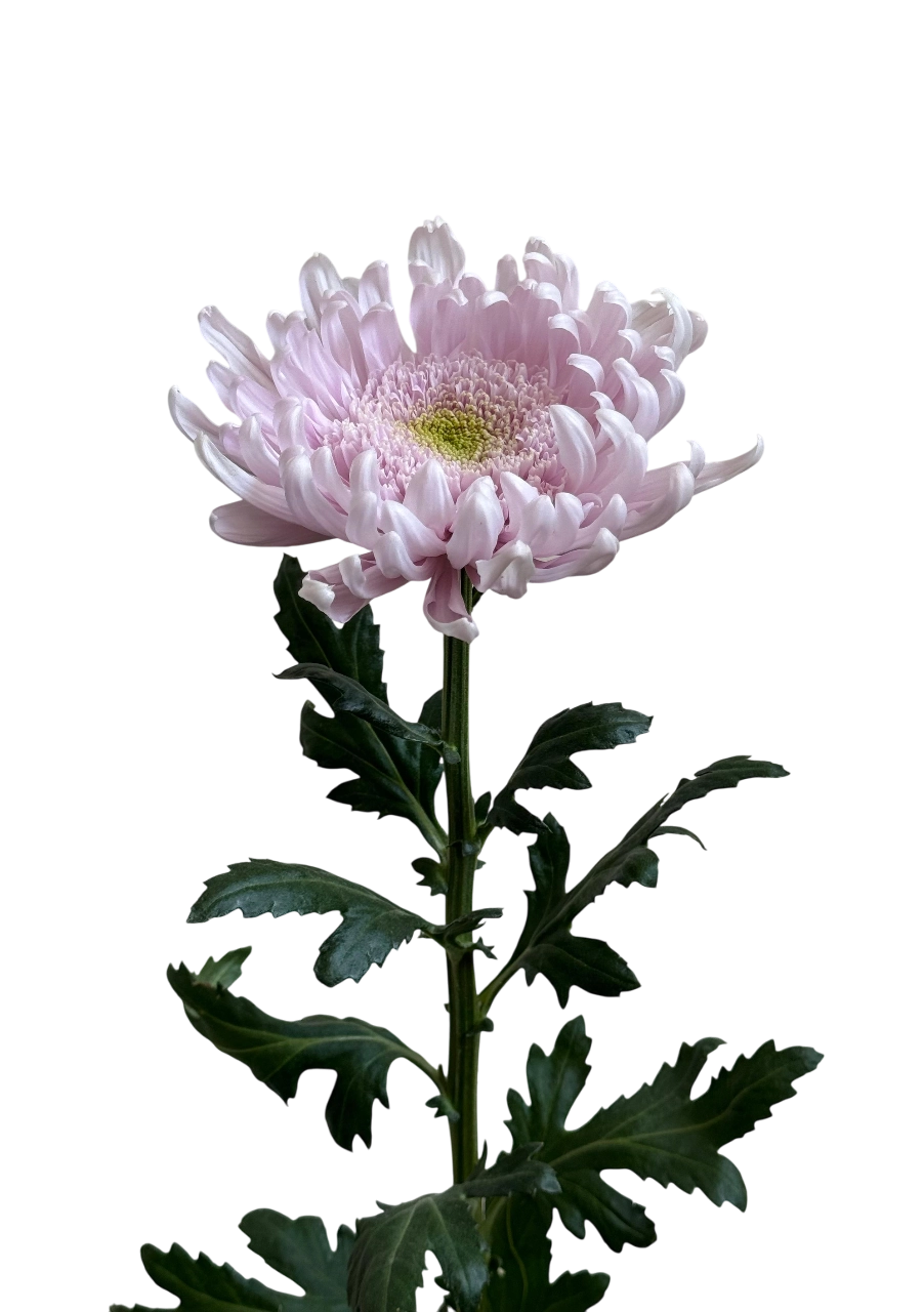 Chrysanthemum gala