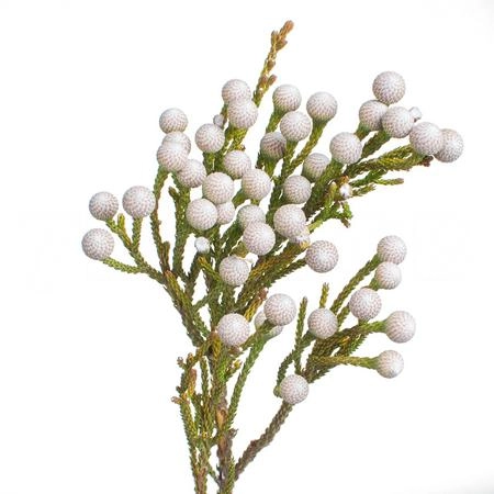 Kaaps brunia noduliflora