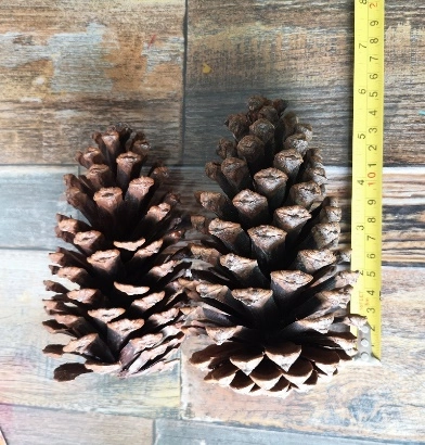 Pine cones, 6 pcs