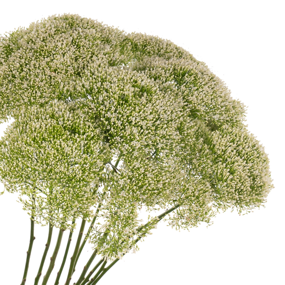 Trachelium lake powell